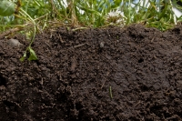 Gradul de aprovizionare a solului cu elemente nutritive