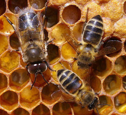 Trantor si albine lucratoare