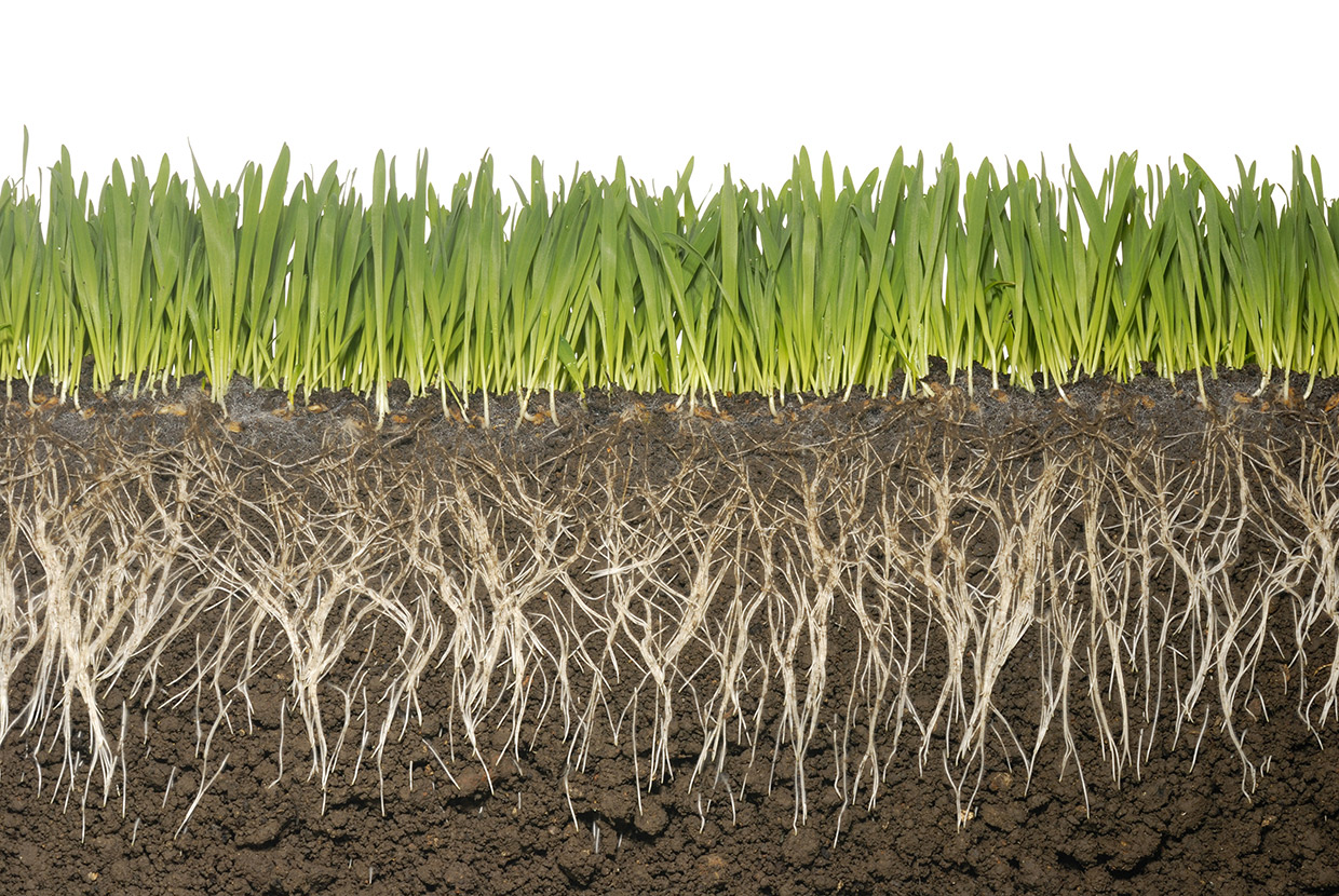 radacini fertilitatea solului