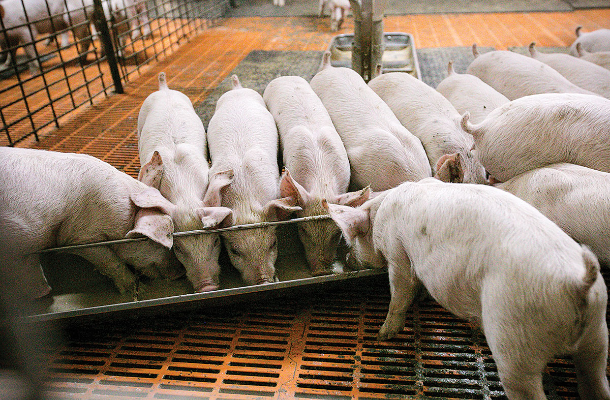 prioritatile agriculturii porci