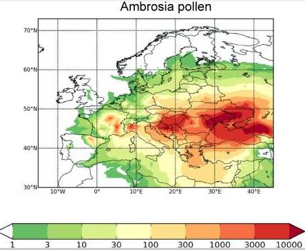 concentratie polen ambrozie.png