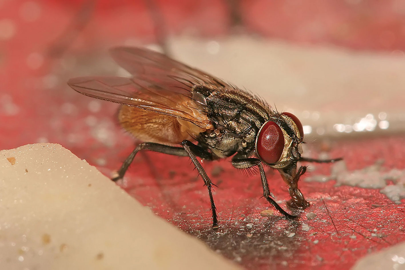 daunatori musca domestica housefly