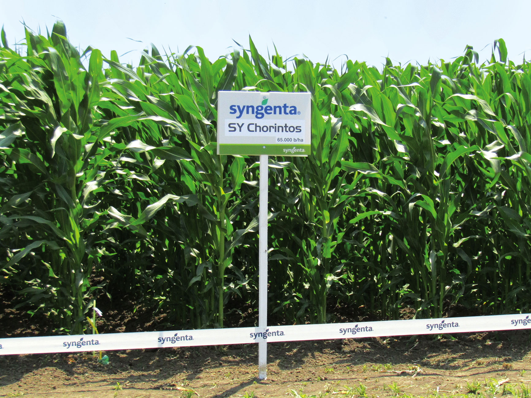 syngenta IMG 4324