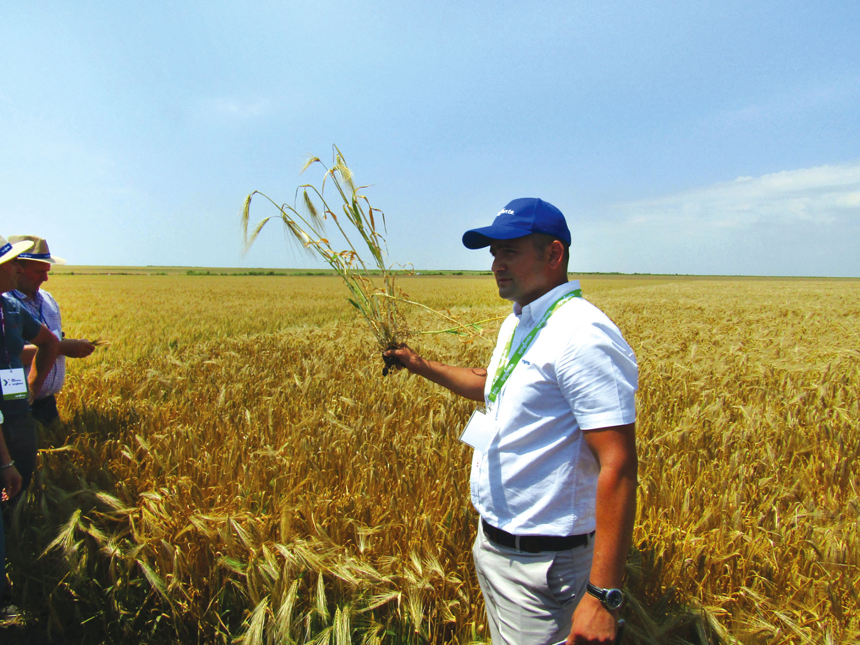 syngenta IMG 4352