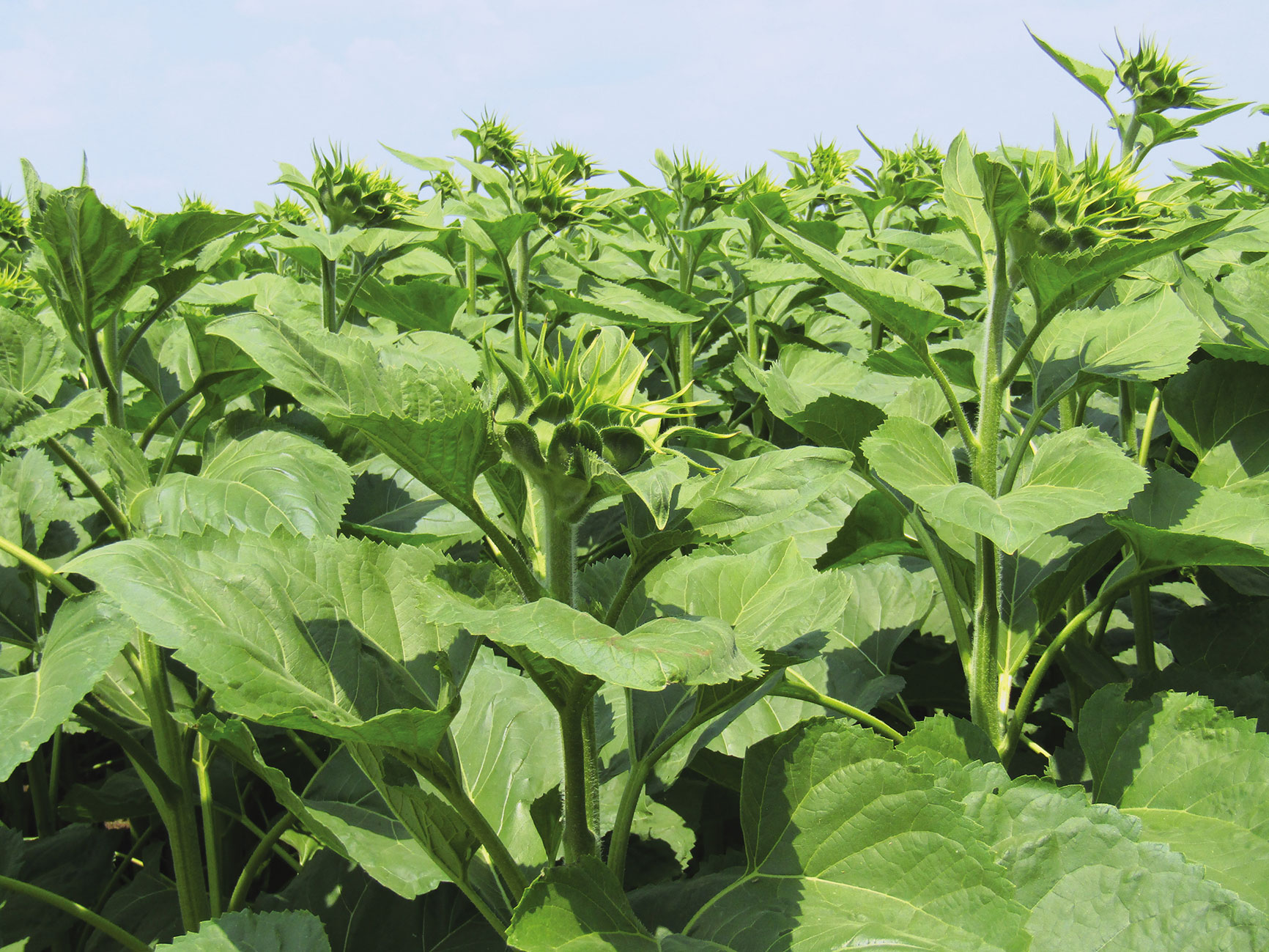 syngenta IMG 4363