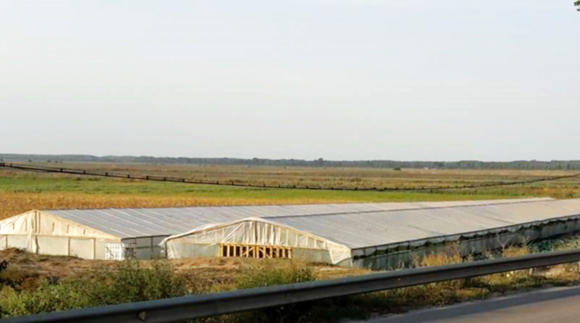 legumicultor prima