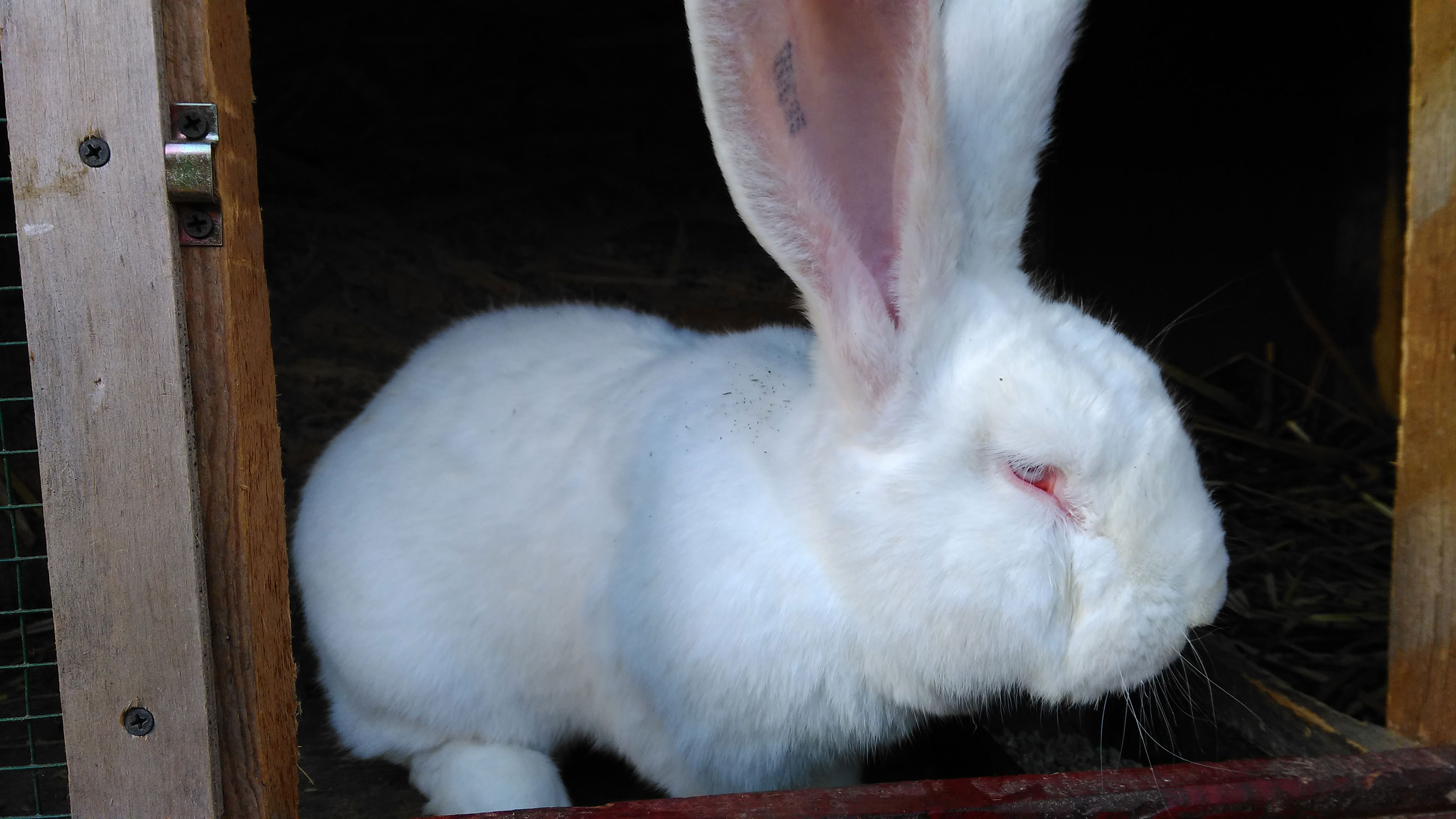 Diaree la iepuri: cauze principale, tratament și prevenire