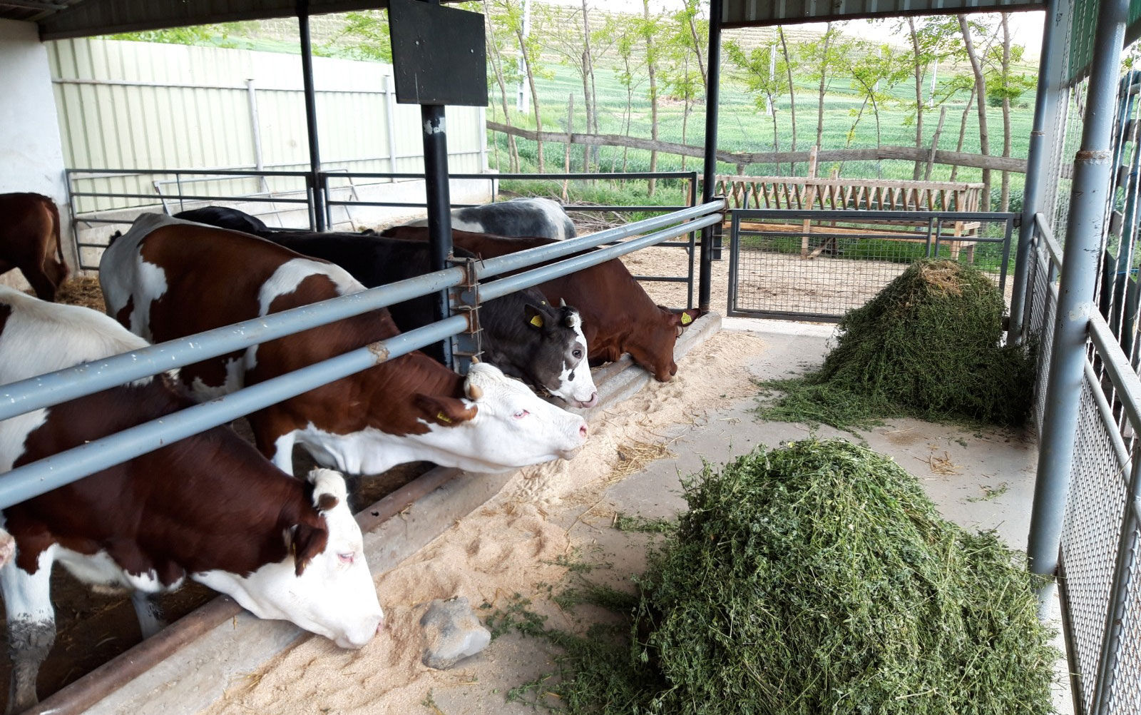 de ce vacile își pierd greutatea după fătă)