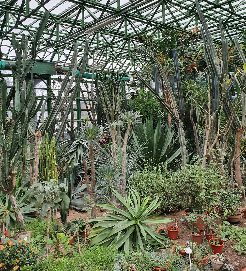 cactusi