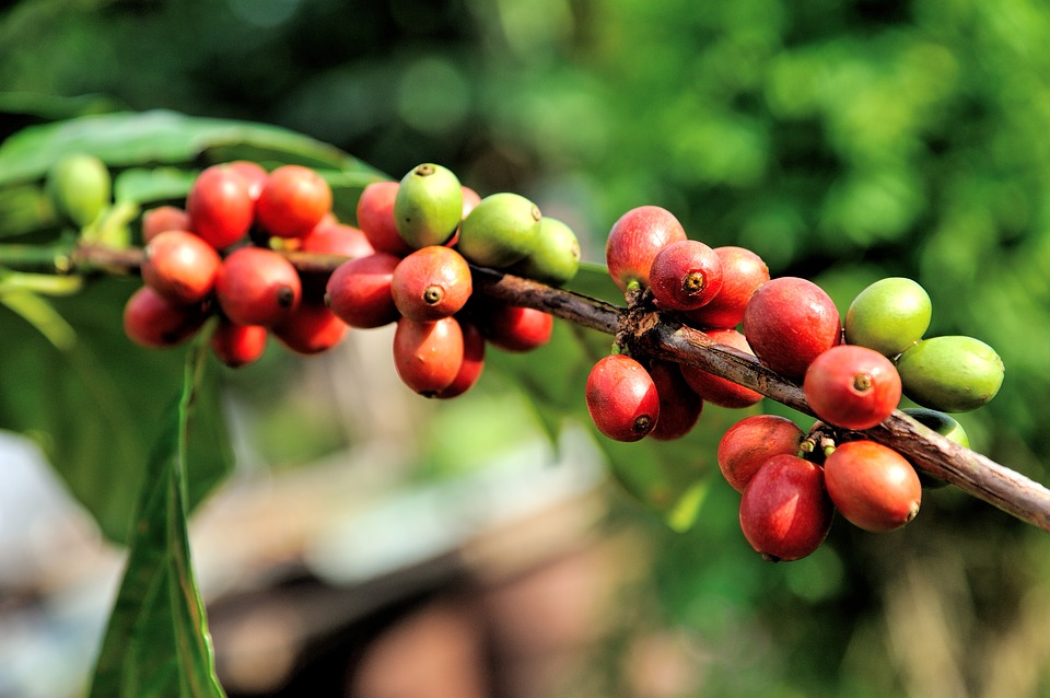 cafea