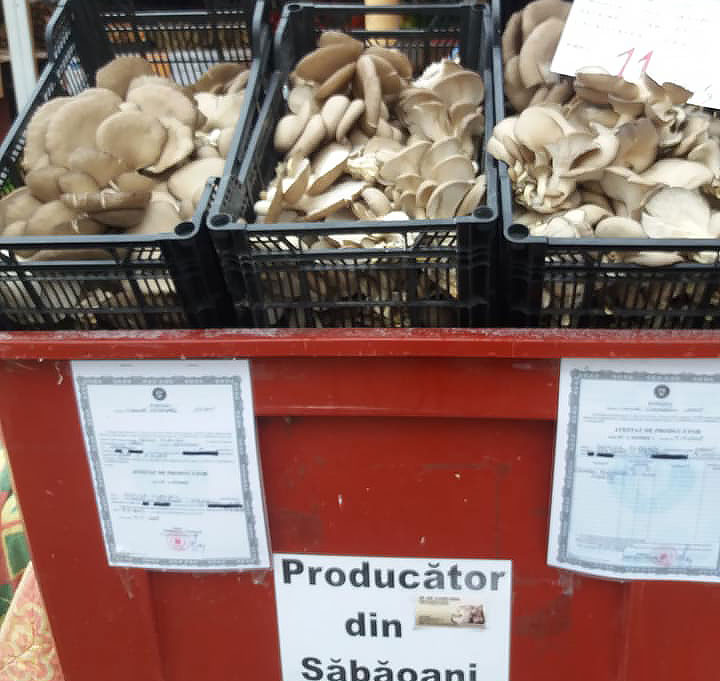 producator ciuperci Sabaoani Neamt