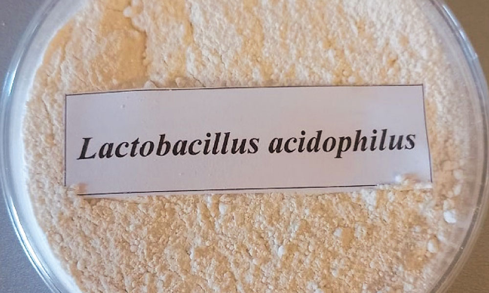 lactobacillus acidophilus