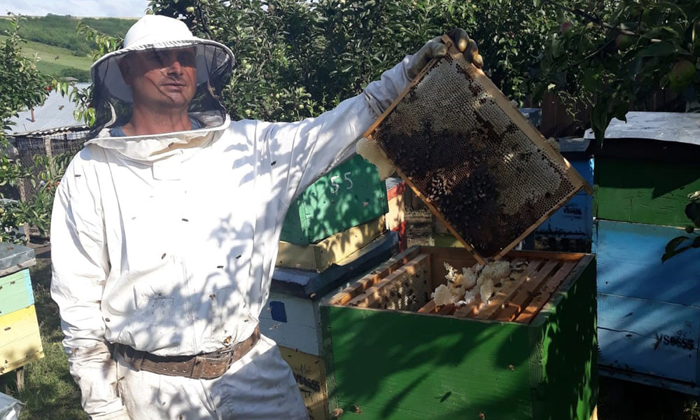 apicultori Vaslui