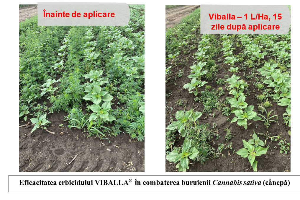 Viballa combaterea buruienii cannabis sativa