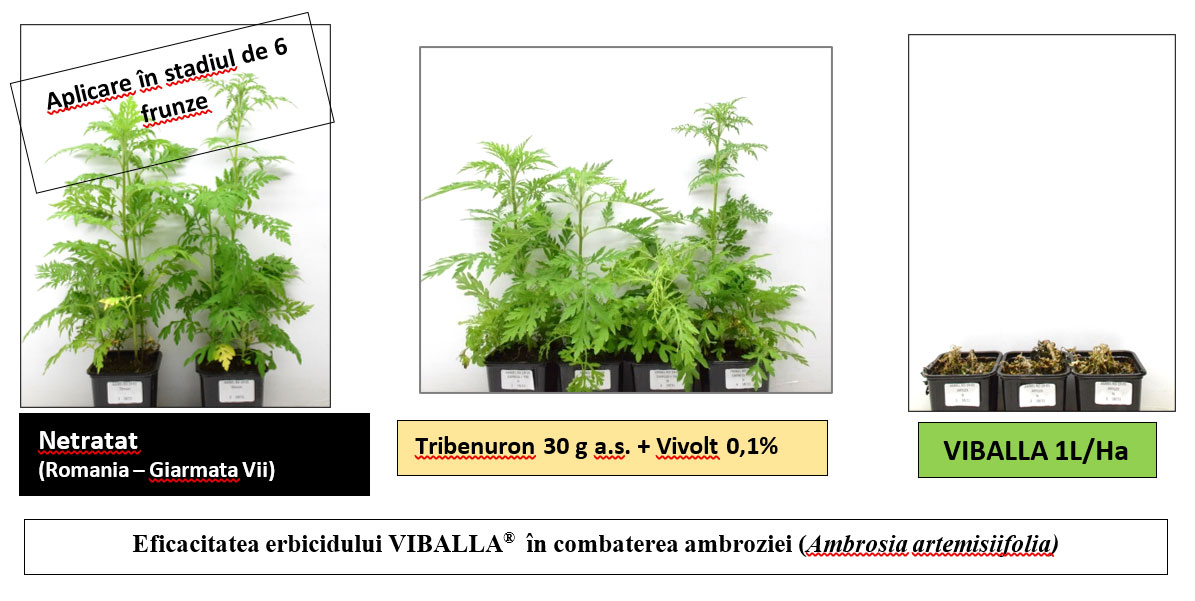 eficacitatea erbicidului Viballajpg