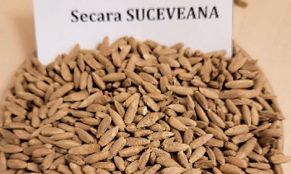 sorgul secara suceveana