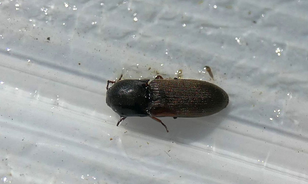 Agriotes spp adult prins in capcanele adezive
