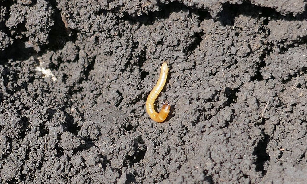 Agriotes spp larve viermi sarma