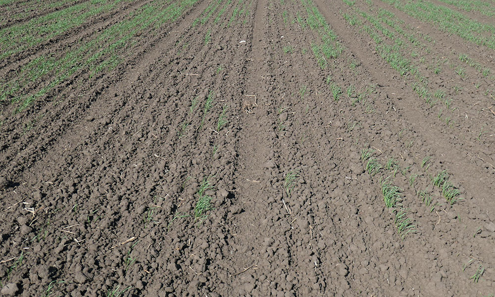 cultura de grau atacata de Agriotes spp viermi sarma
