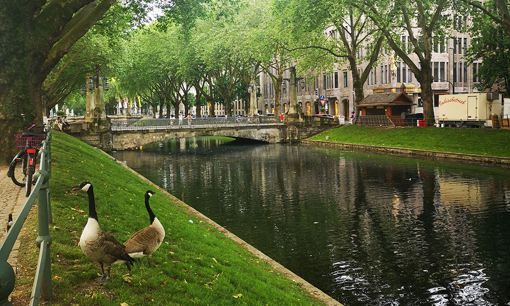 La braț cu gâscanul de Düsseldorf