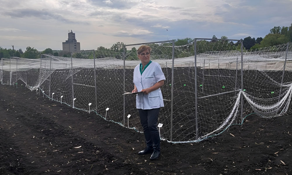 Danela Murariu in campul experimental al Bancii de Gene