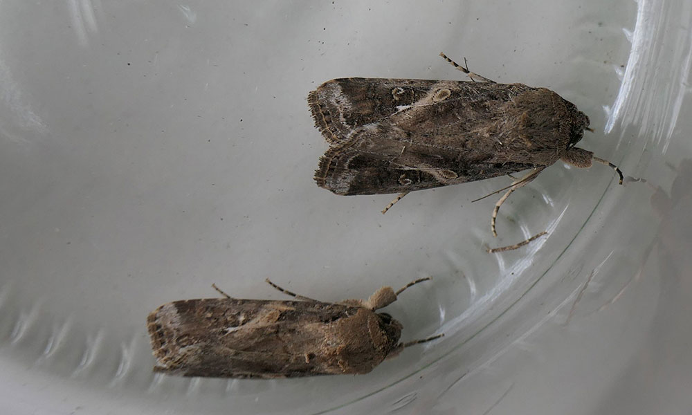 Spodoptera frugiperda adult