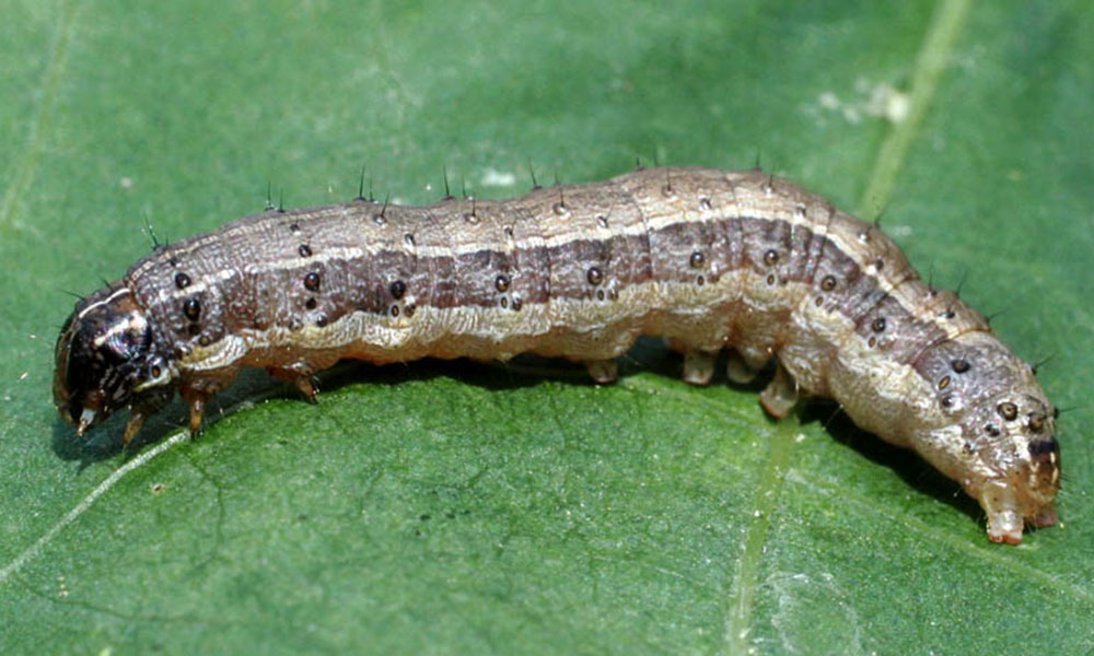 Spodoptera frugiperda larve
