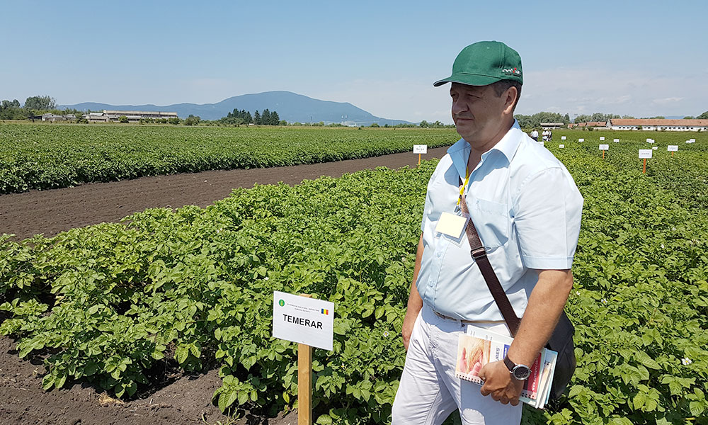 35 de ani de cercetare în ameliorarea cartofului. Povestea lui Dumitru Bodea, cercetător la Stațiunea de Cercetări Agricole Suceava