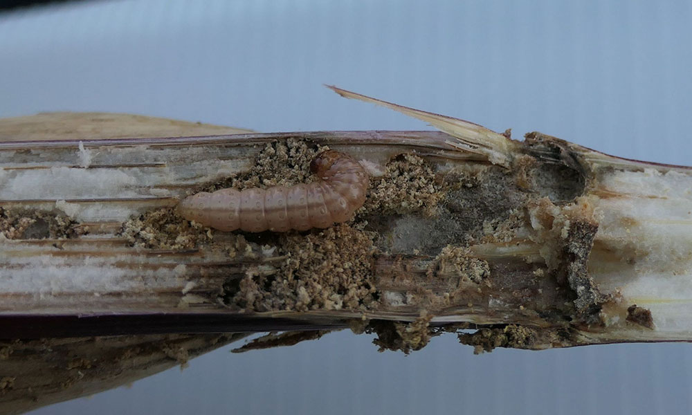 Larva de sfredelitor in tulpina de porumb