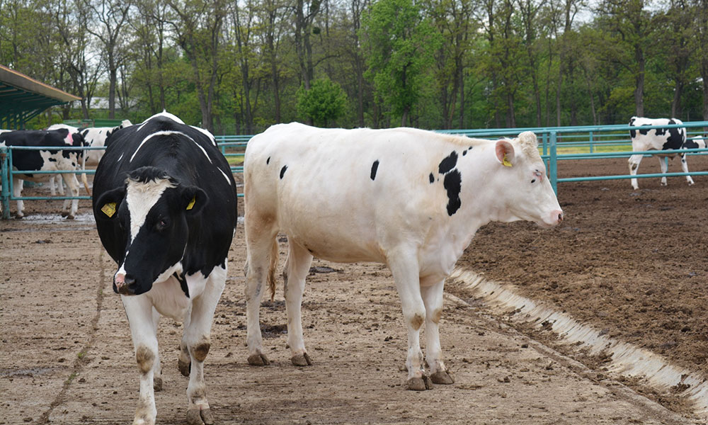 APIA a efectuat plata ajutorului de stat în sectorul creșterii animalelor în valoare de 2.802.072,10 lei