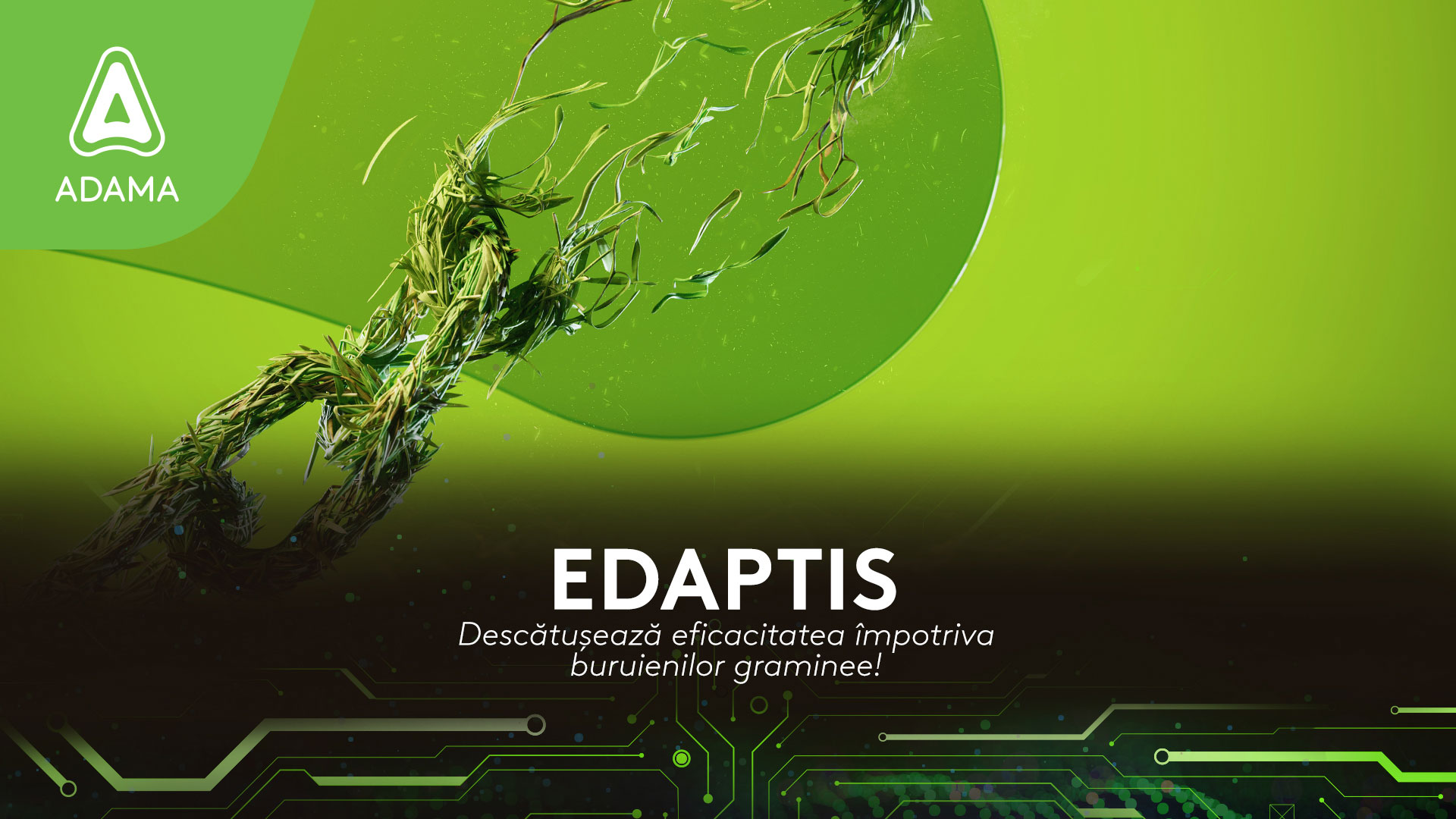 ADAMA KV EDAPTIS
