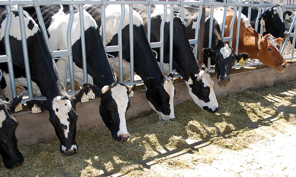 MADR clarifică situația intervenției PD-27 pentru bovine