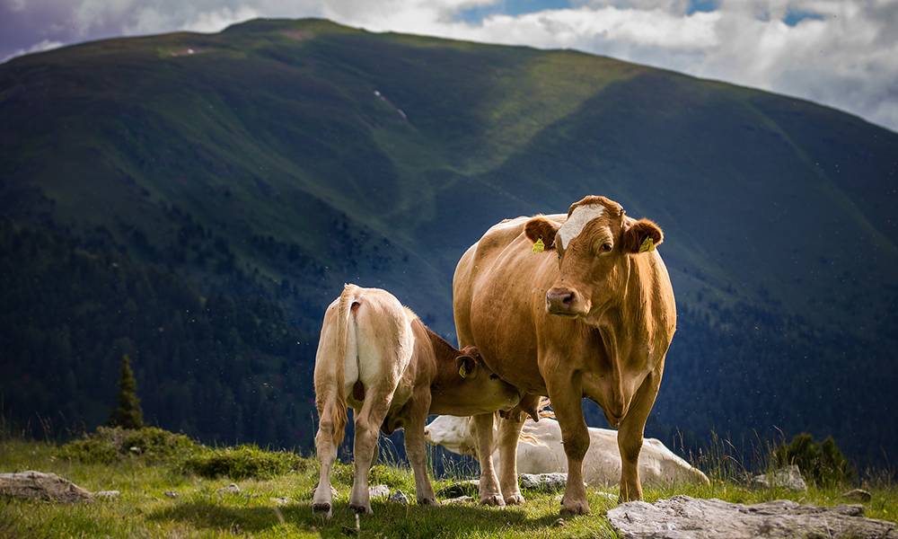 APIA a efectuat plăți de peste 2,5 milioane lei pentru crescătorii de animale