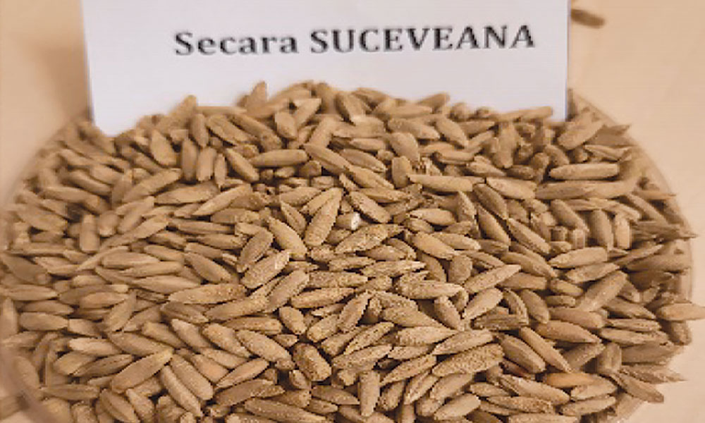Secara Suceveana IBNA Balotesti