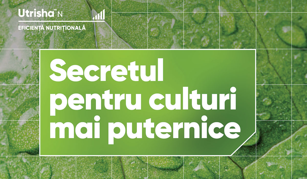 Beneficiile produsului Utrisha™ N în cultura porumbului