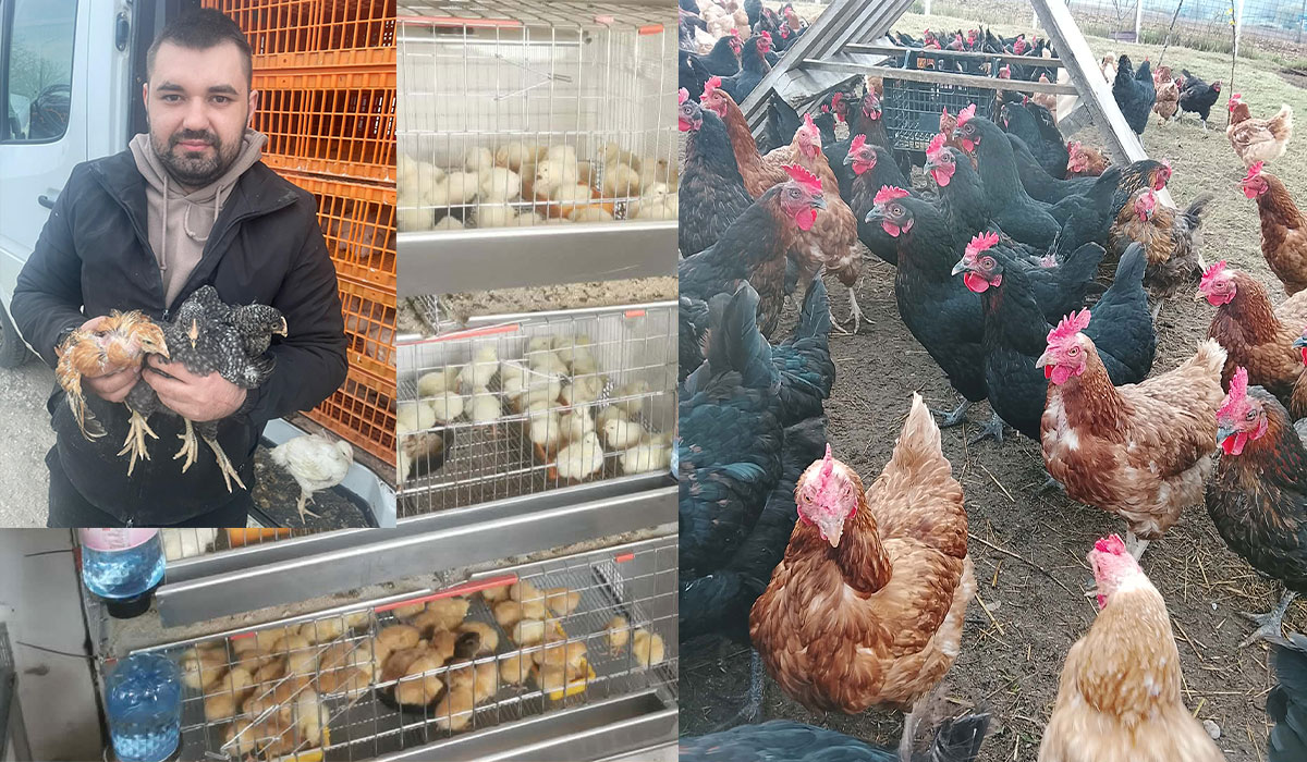 Povestea unui antreprenor din Târgu Frumos. De la câteva găini la sute de ouă zilnic