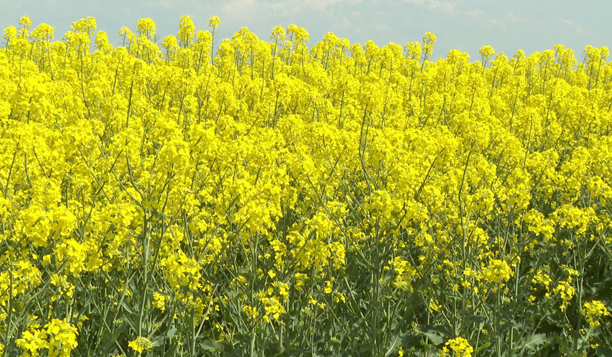 În agricultură profiturile scad constant de 10 ani