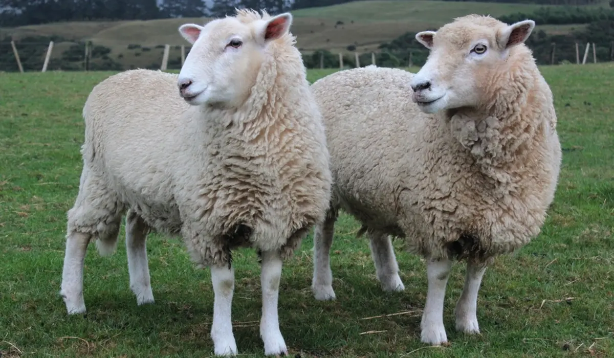 România obține sprijin european pentru reluarea exporturilor de ovine