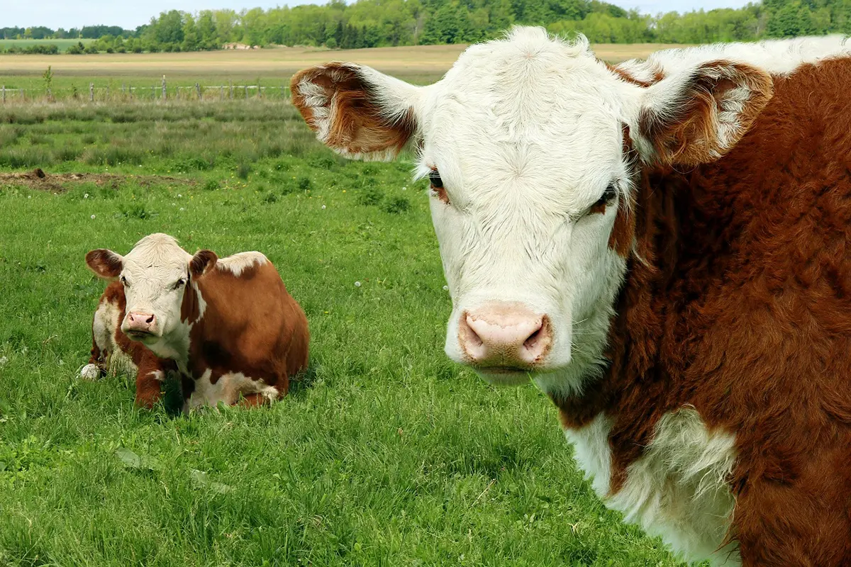 APIA virează peste 6 milioane de lei pentru ameliorarea raselor de animale
