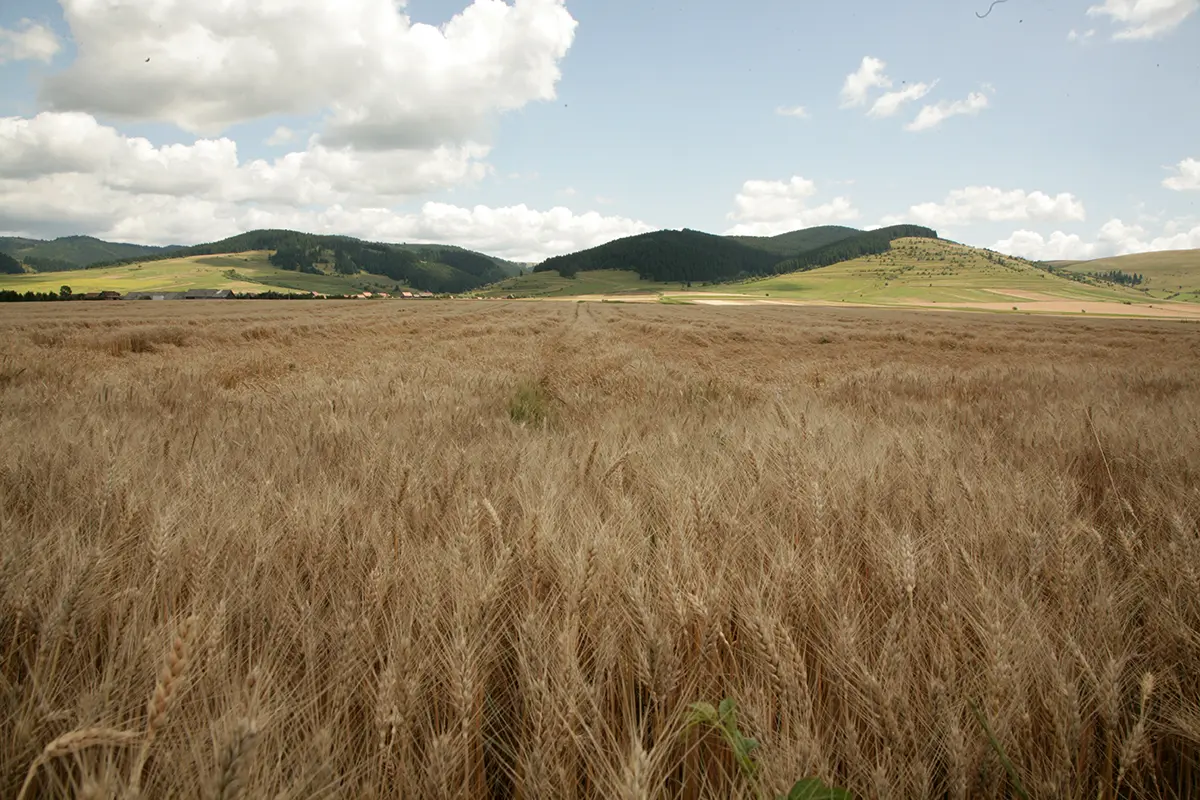 UNCSV: Cooperativele agricole sunt cheia unei agriculturi românești competitive și reziliente