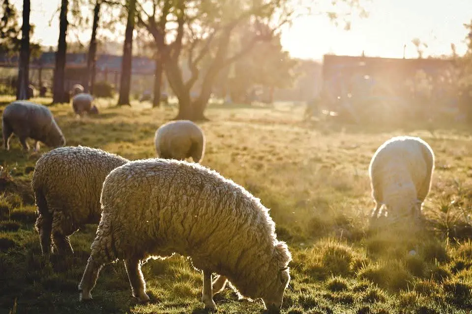 Sectorul de ovine din România, abatoarele si fabricile de lapte spun „nu” categoric vaccinării colective a animalelor