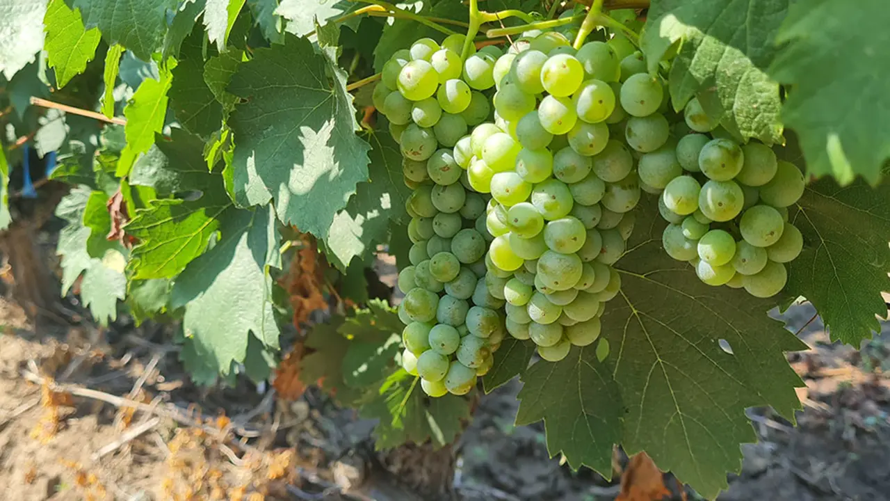 Finanțări pentru modernizarea sectorului vitivinicol
