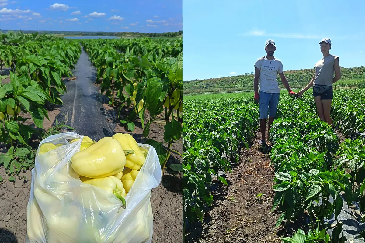 De la ecuații la legume cu gust autentic