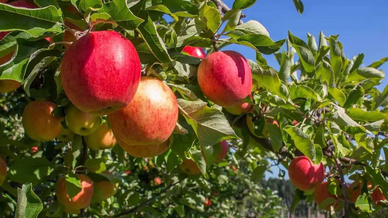 Productivitatea culturilor de fructe și legume, o provocare pentru fermierii români
