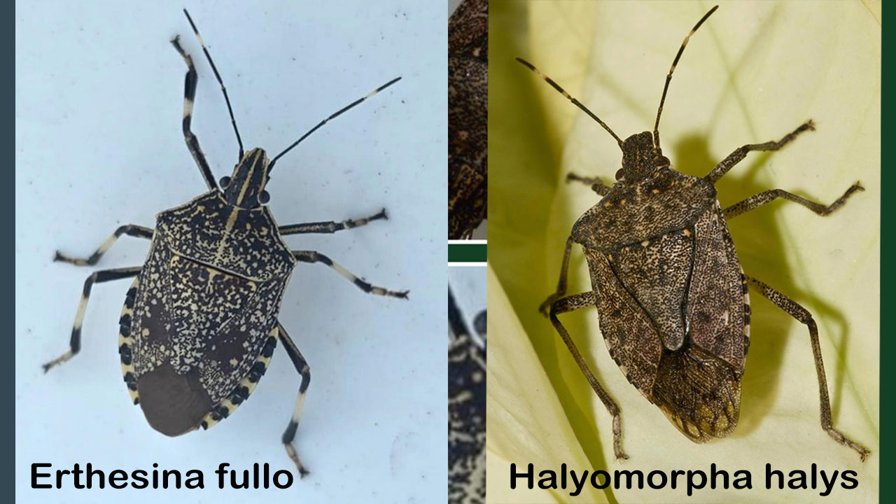 Cum deosebim Erthesina fullo de Halyomorpha halys