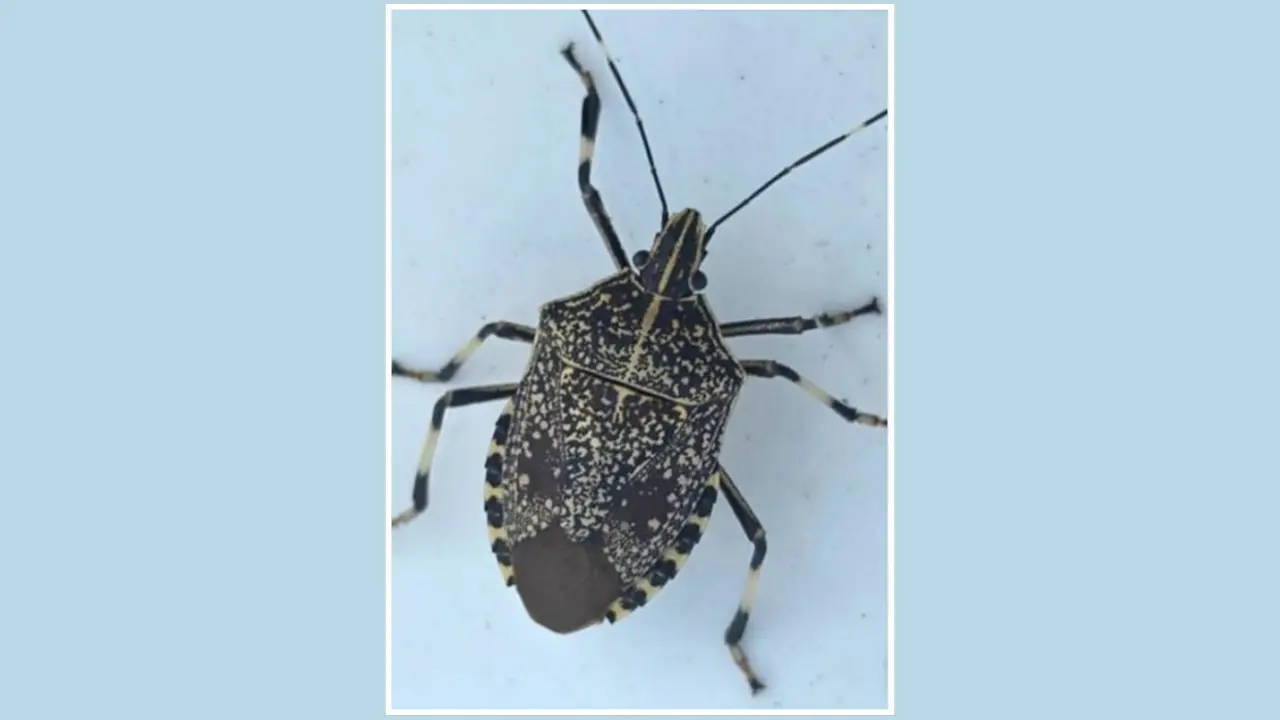 Erthesina fullo - plosnita asiatica