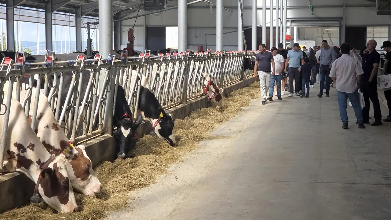 Ferma de vaci din Lespezi judetul Iasi