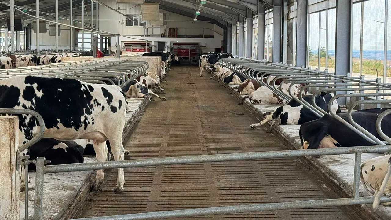 ferma de vaci de lapte Lespezi Iasi