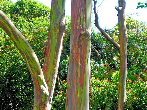 Eucalyptus deglupta trees