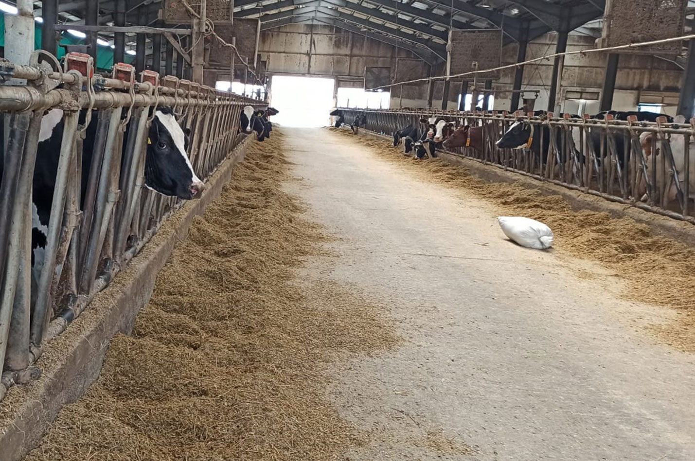Fermă zootehnică de 3 milioane de euro cu soft de monitorizare a perioadei de însămânțare